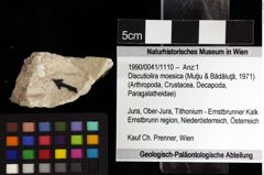 Foto (Objket + Etiketten) von Discutiolira moesica (Muţiu & Bădăluţă, 1971) 